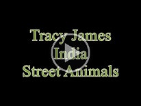 India-City-TracyJames-Street-Animals Tracy James toured around different parts of India with other model during their down time.